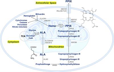 A new technique of quantifying protoporphyrin IX in microbial cells in seawater